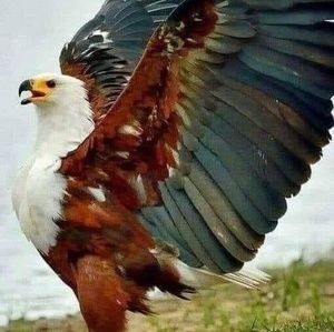 Meet your Posher, Lam